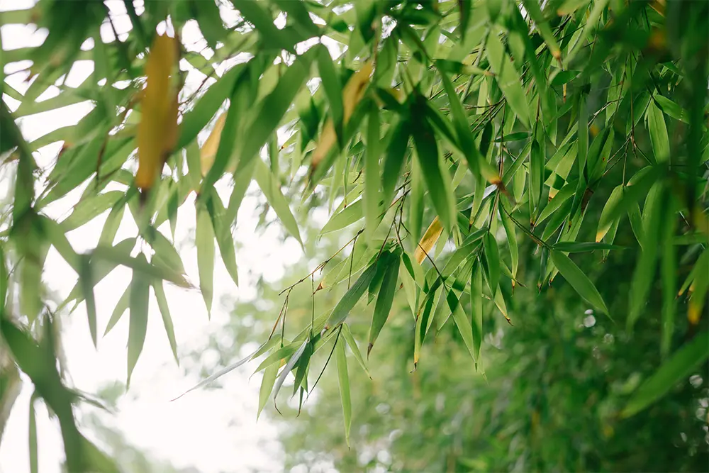 Effects of High Temperature Heat Treatment on Moso Bamboo Anti-mold Properties