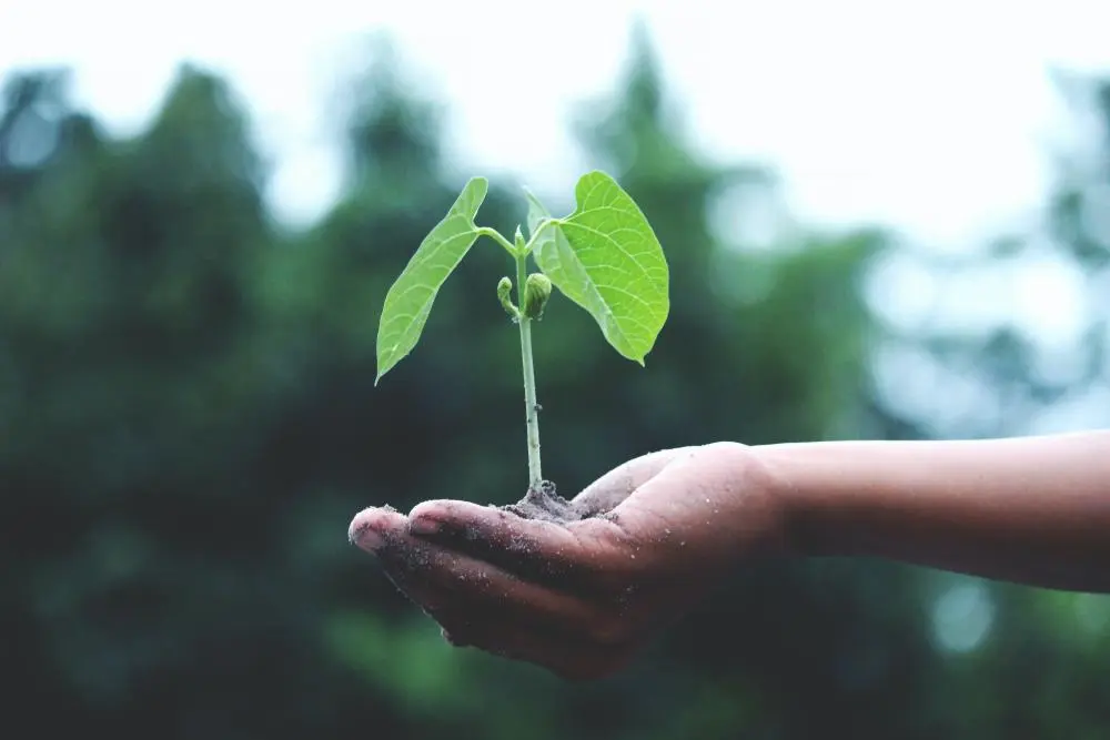 Recycling benefits the environment and plant growth.
