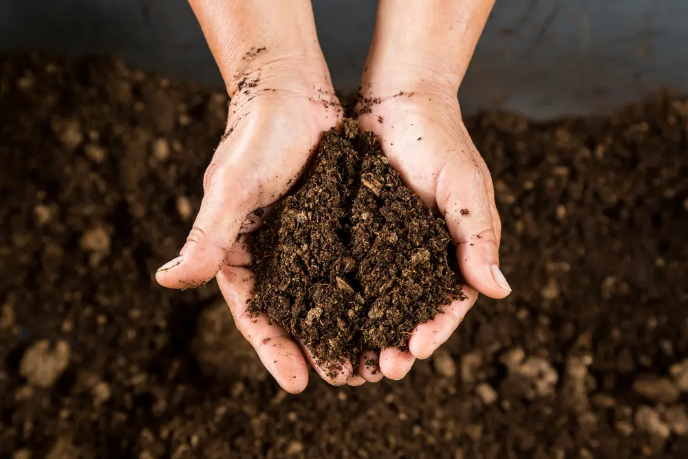 Gently Squeeze Compost