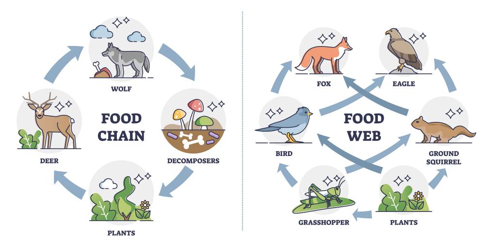 Food Chain and Food Web