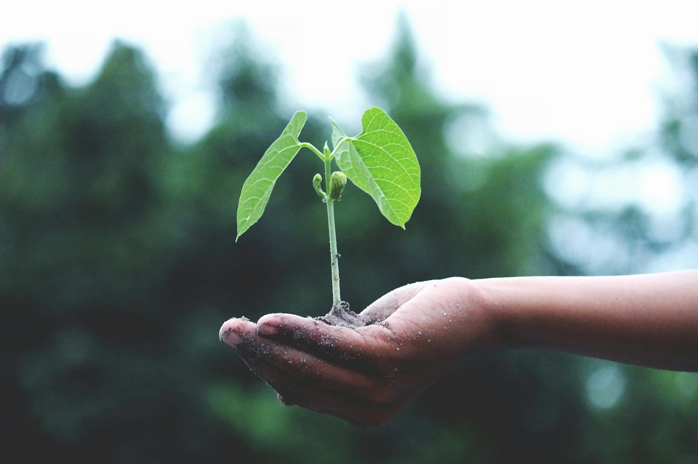 Volunteers call attention to ESG and environmental protection through a sapling.