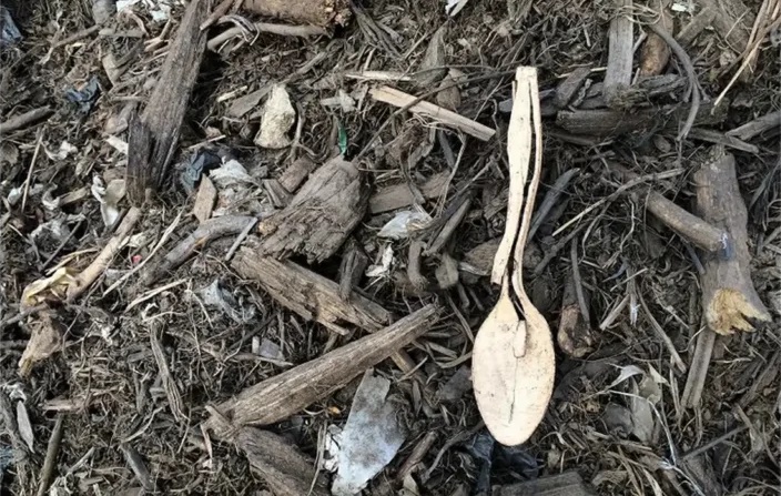 Disposable wooden spoons in decomposition.