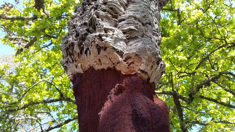 cork