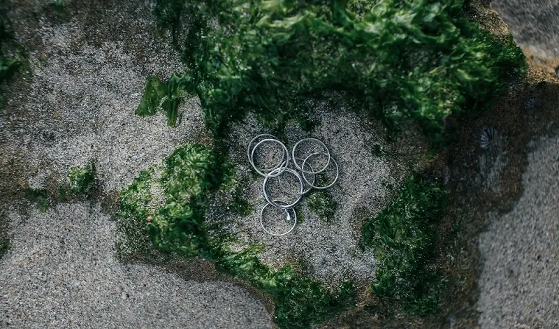 Seaweed-Based Materials