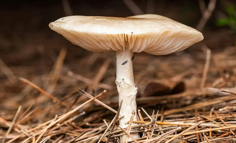 mycelium packaging