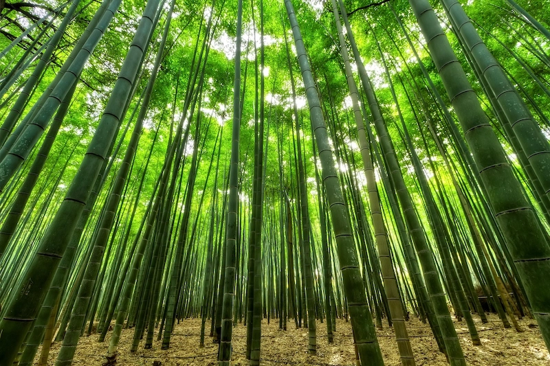 raw materials of bamboo products