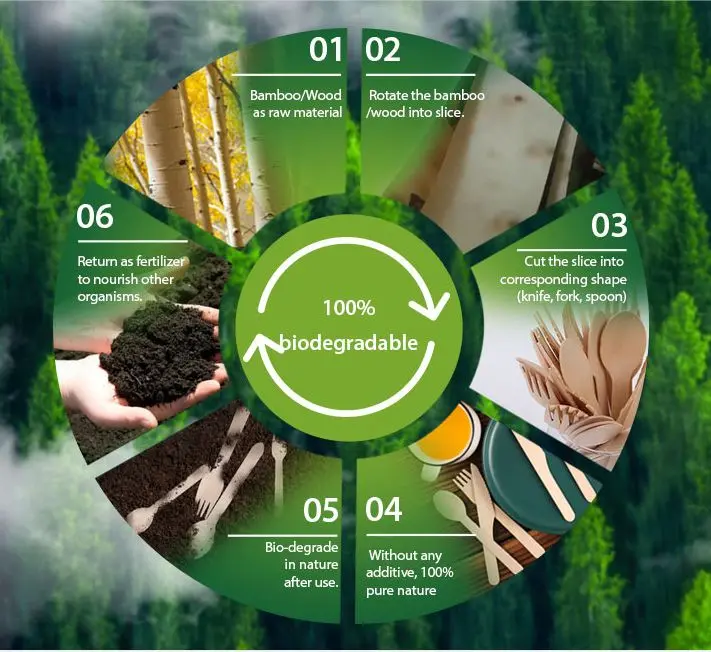 The Life Cycle of Biodegradable Tableware