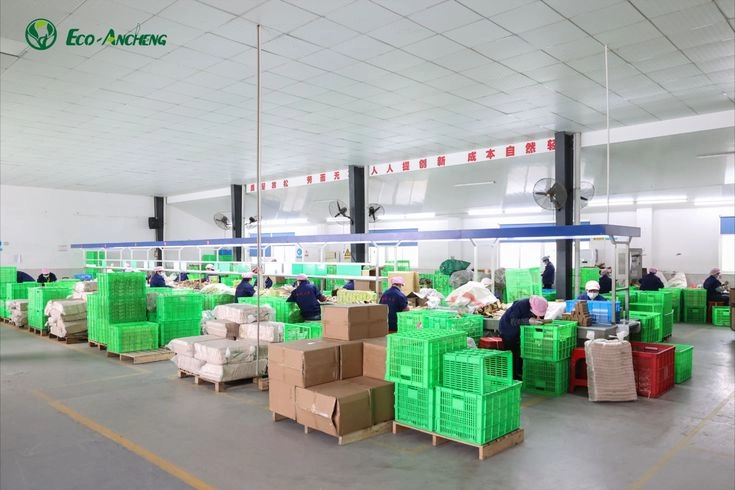 Actual Photos from the Ancheng Factory